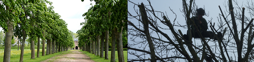 Tree Services Oxted, Tree Services East Grinstead